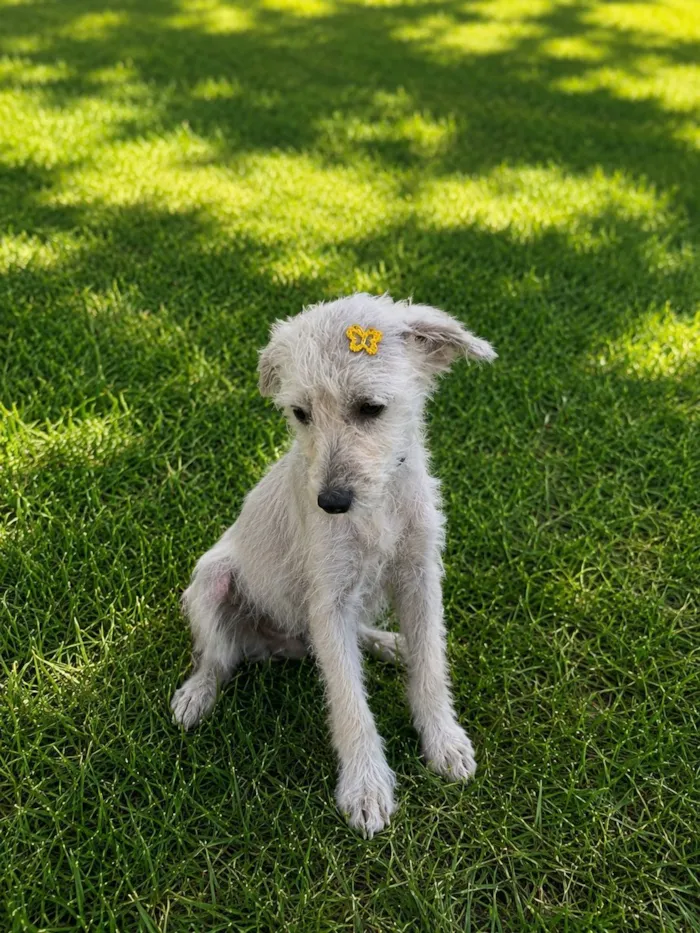 Cachorro raça SRD-ViraLata idade 7 a 11 meses nome Alice