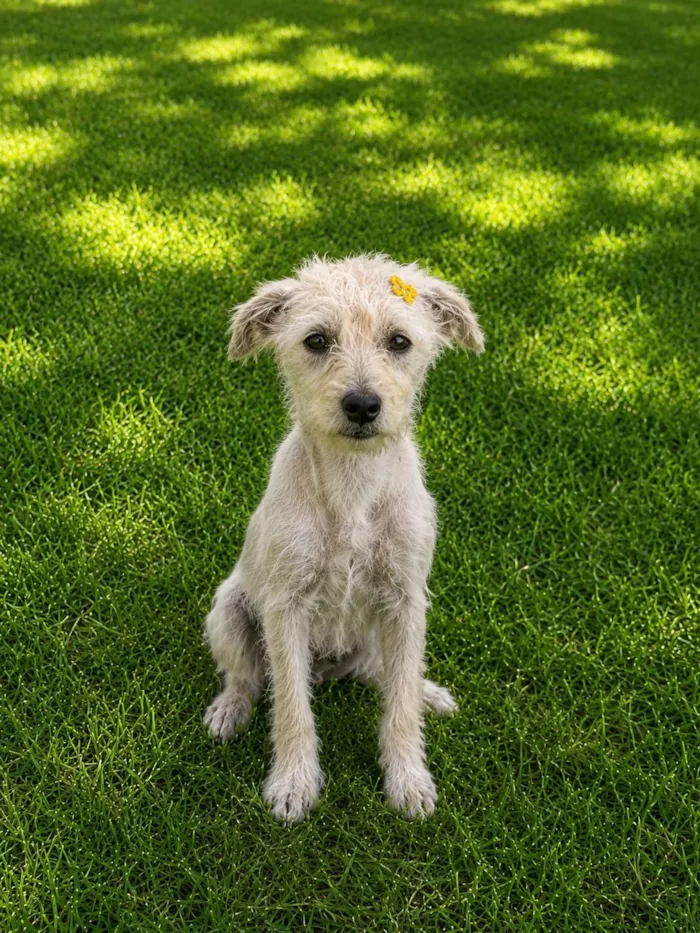 Cachorro raça SRD-ViraLata idade 7 a 11 meses nome Alice