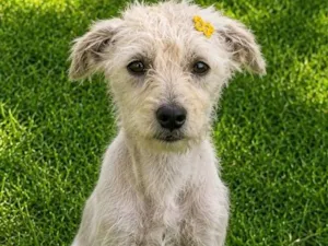 Cachorro raça SRD-ViraLata idade 7 a 11 meses nome Alice