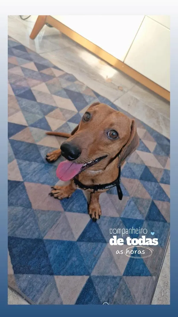 Cachorro raça SRD-ViraLata idade 3 anos nome Scooby