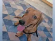 Scooby