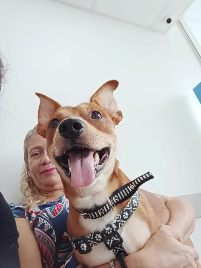 Cachorro raça SRD-ViraLata idade 3 anos nome Baely