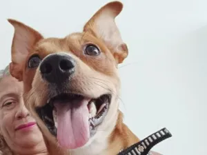 Cachorro raça SRD-ViraLata idade 3 anos nome Baely