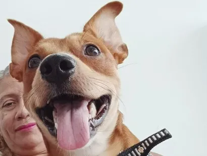 Cachorro raça SRD-ViraLata idade 3 anos nome Baely