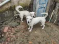 apolo e marchou