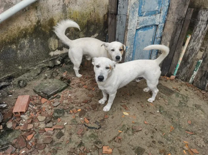 Cachorro raça SRD-ViraLata idade 2 anos nome apolo e marchou