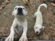 apolo e marchou