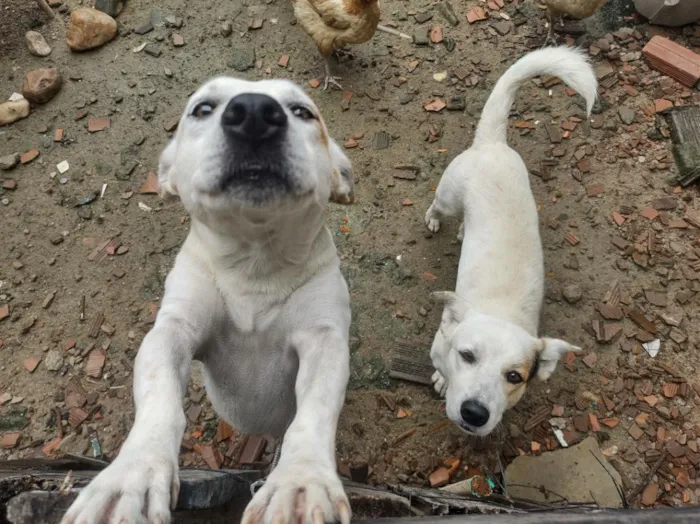 Cachorro raça SRD-ViraLata idade 2 anos nome apolo e marchou