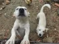 apolo e marchou