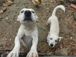 Cachorro raça SRD-ViraLata idade 2 anos nome apolo e marchou