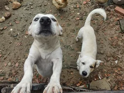 Cachorro raça SRD-ViraLata idade 2 anos nome apolo e marchou
