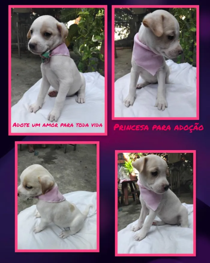 Cachorro raça SRD-ViraLata idade 2 a 6 meses nome mel
