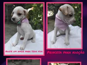 Cachorro raça SRD-ViraLata idade 2 a 6 meses nome mel
