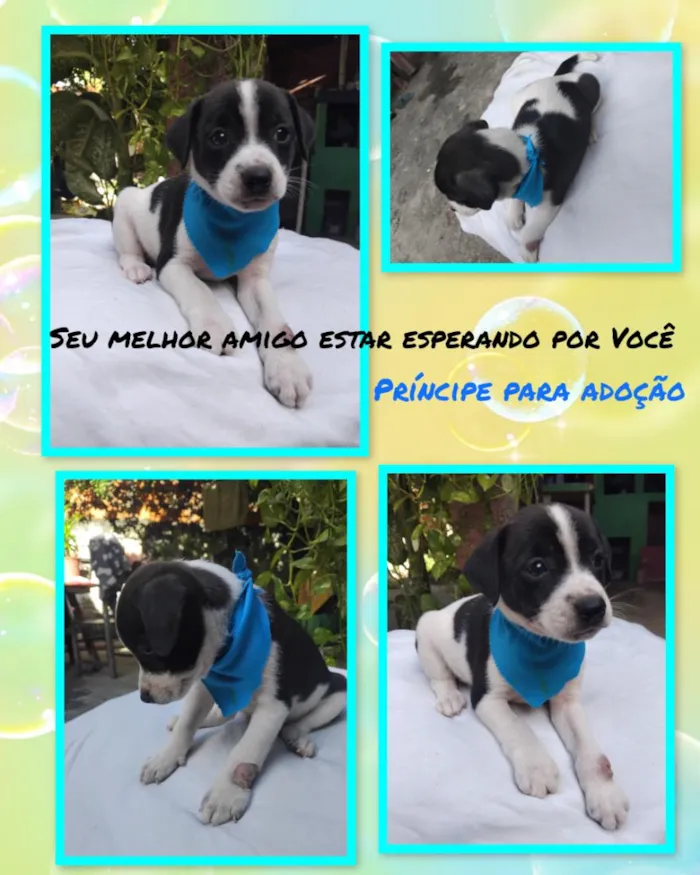 Cachorro raça SRD-ViraLata idade 2 a 6 meses nome Galeguim 