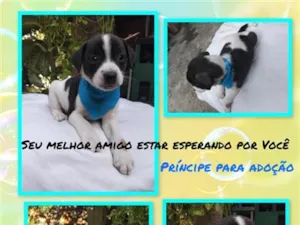 Cachorro raça SRD-ViraLata idade 2 a 6 meses nome Galeguim 