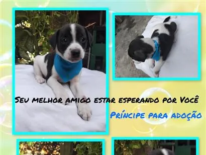 Cachorro raça SRD-ViraLata idade 2 a 6 meses nome Galeguim 