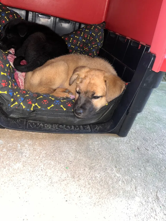 Cachorro raça SRD-ViraLata idade 2 a 6 meses nome Não tem nome