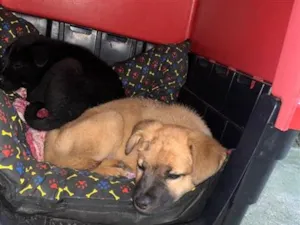 Cachorro raça SRD-ViraLata idade 2 a 6 meses nome Não tem nome