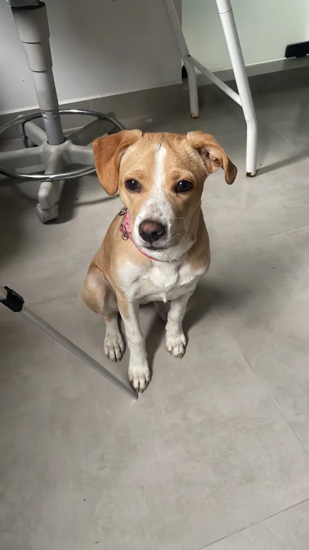 Cachorro raça SRD-ViraLata idade 7 a 11 meses nome maria