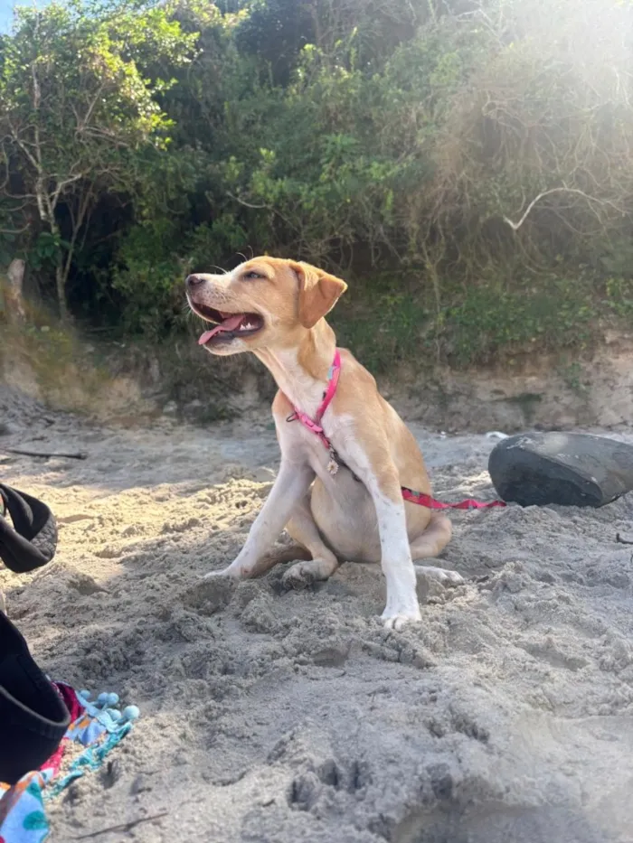 Cachorro raça SRD-ViraLata idade 7 a 11 meses nome maria