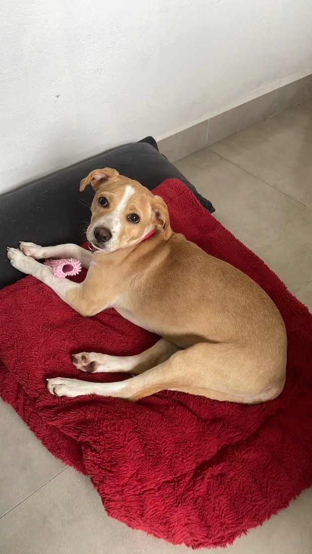 Cachorro raça SRD-ViraLata idade 7 a 11 meses nome maria