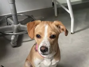 Cachorro raça SRD-ViraLata idade 7 a 11 meses nome maria