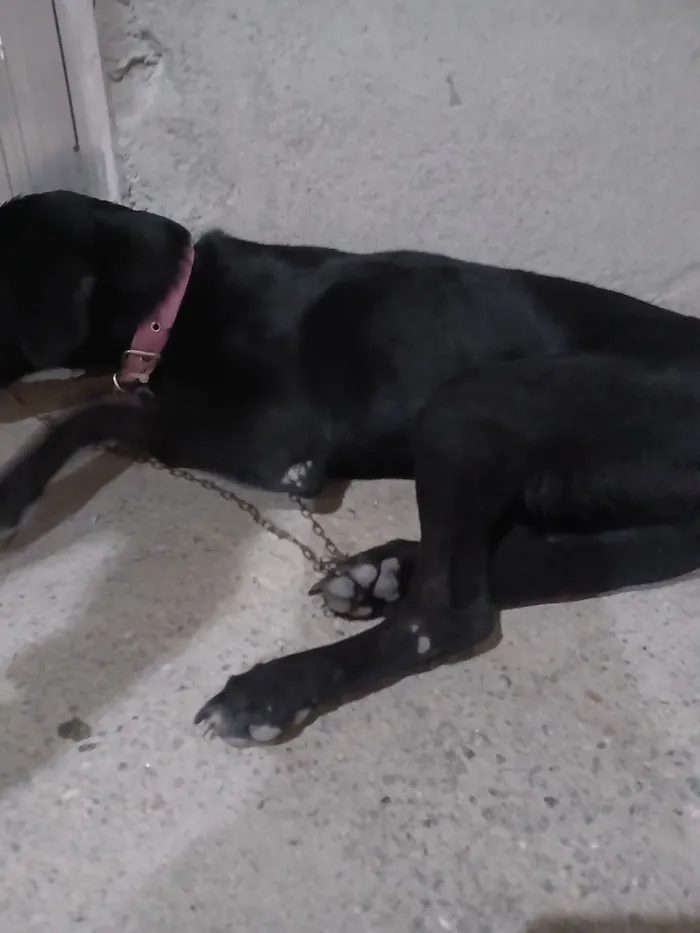 Cachorro raça SRD-ViraLata idade 7 a 11 meses nome pandora