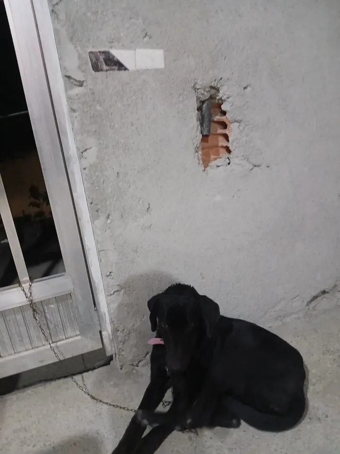 Cachorro raça SRD-ViraLata idade 7 a 11 meses nome pandora