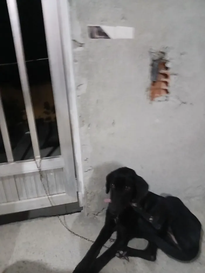 Cachorro raça SRD-ViraLata idade 7 a 11 meses nome pandora