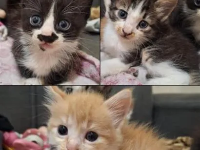 Gato raça SRD-ViraLata idade Abaixo de 2 meses nome gato