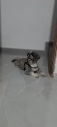 Pepee