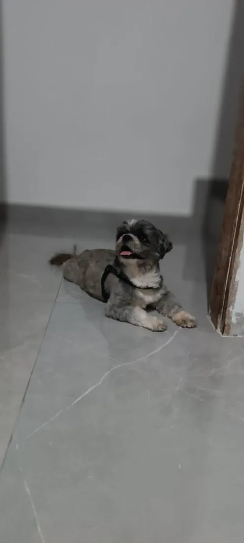Cachorro raça Shitzu idade 4 anos nome Pepee