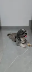 Pepee