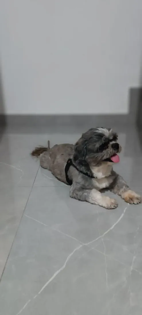 Cachorro raça Shitzu idade 4 anos nome Pepee