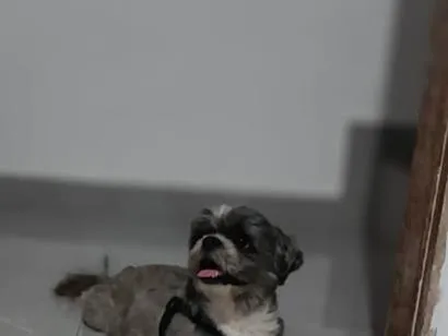 Cachorro raça Shitzu idade 4 anos nome Pepee