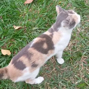 Gato raça SRD-ViraLata idade 2 anos nome Mia