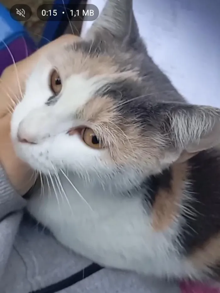 Gato raça SRD-ViraLata idade 2 anos nome Mia