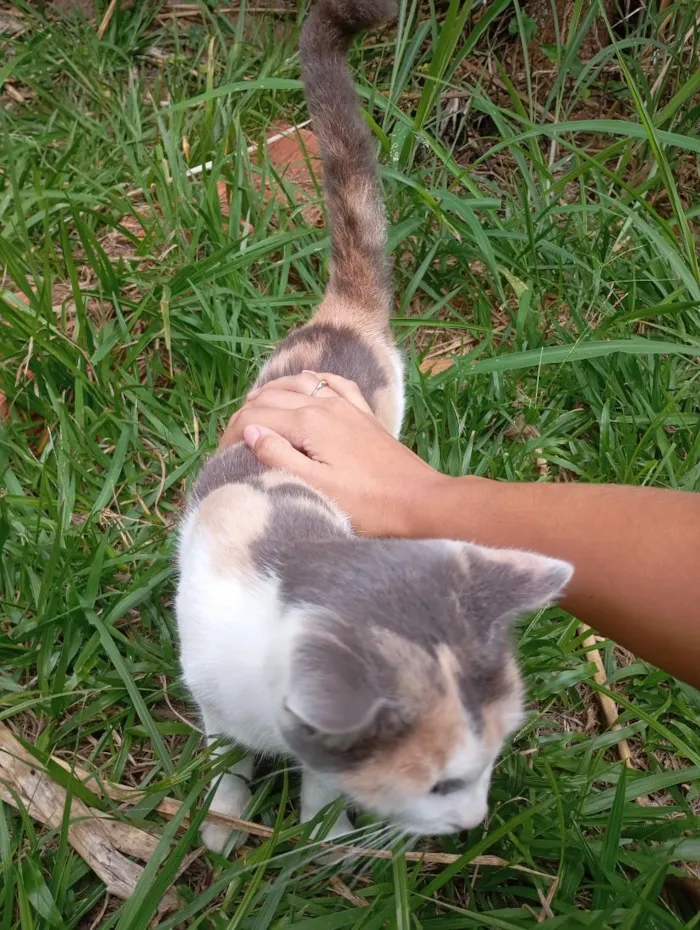 Gato raça SRD-ViraLata idade 2 anos nome Mia