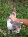 Mia