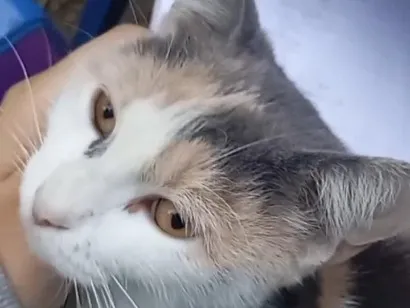 Gato raça SRD-ViraLata idade 2 anos nome Mia