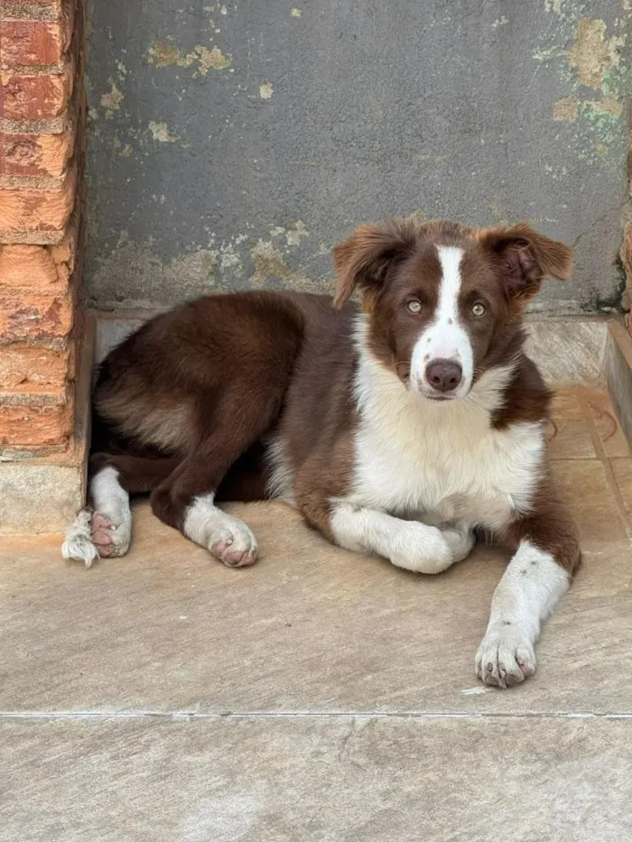Cachorro raça SRD-ViraLata idade 2 a 6 meses nome Lua - Border Collie