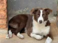 Lua - Border Collie