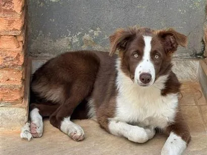 Cachorro raça SRD-ViraLata idade 2 a 6 meses nome Lua - Border Collie