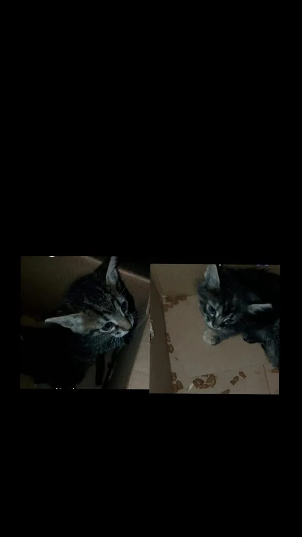 Gato raça SRD-ViraLata idade Abaixo de 2 meses nome você escolhe