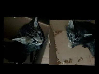 Gato raça SRD-ViraLata idade Abaixo de 2 meses nome você escolhe