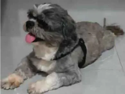 Cachorro raça Shitzu idade 4 anos nome Pepee