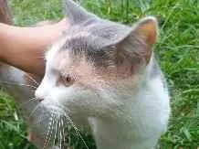 Gato raça SRD-ViraLata idade 2 anos nome Mia