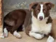 Lua - Border Collie