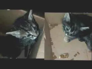 Gato raça SRD-ViraLata idade Abaixo de 2 meses nome você escolhe