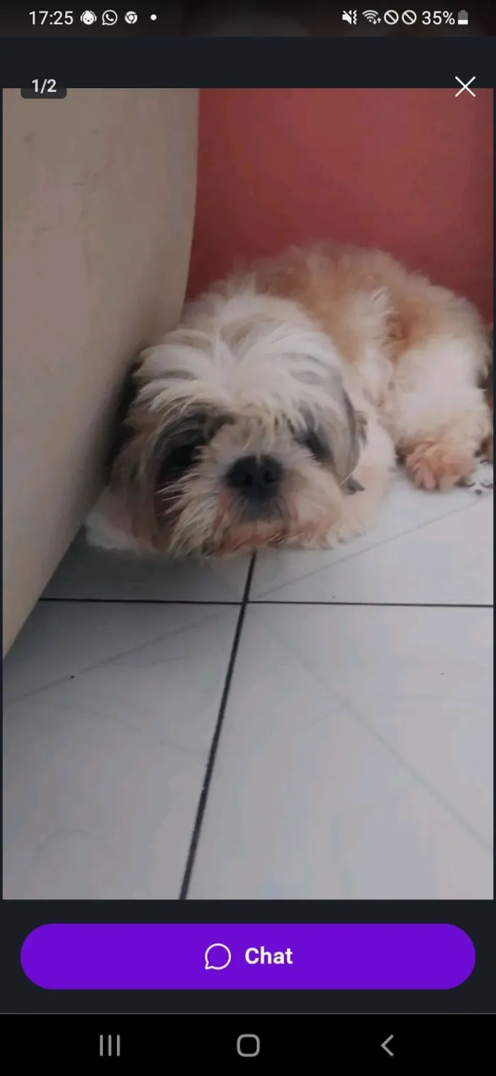 Cachorro raça Poodle idade 1 ano nome sandy